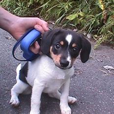 Dansk svensk gaardhund Lucky