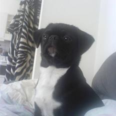 Blanding af racer Chico