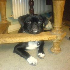 Blanding af racer Chico