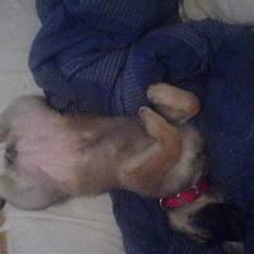 Schæferhund Maggie "SVIGERMORS"