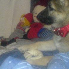 Schæferhund Maggie "SVIGERMORS"