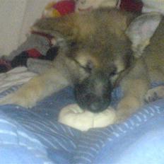 Schæferhund Maggie "SVIGERMORS"