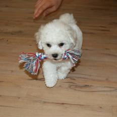 Bichon à poil frisé Skipper - *Hvil i fred min skat*