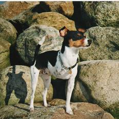 Dansk svensk gaardhund Aske 