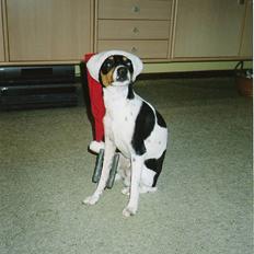 Dansk svensk gaardhund Aske 