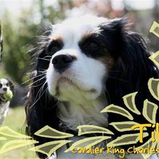 Cavalier king charles spaniel Tikka