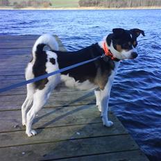 Blanding af racer Samson ('02 - '09)