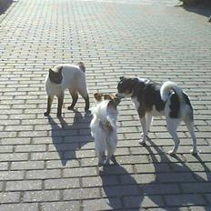 Blanding af racer Samson ('02 - '09)