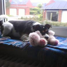 Blanding af racer Samson ('02 - '09)