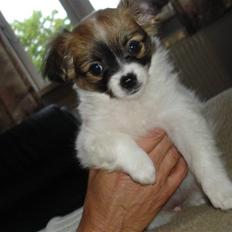 Blanding af racer Chikita