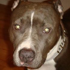 Amerikansk staffordshire terrier Stella