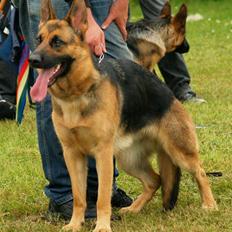 Schæferhund Bjarli`s Libi.