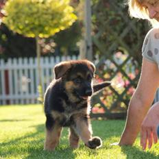 Schæferhund Bjarli`s Libi.