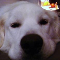 Blanding af racer Simba *I hunde-himlen <3*