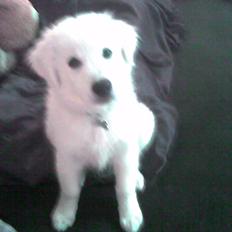 Blanding af racer Simba *I hunde-himlen <3*