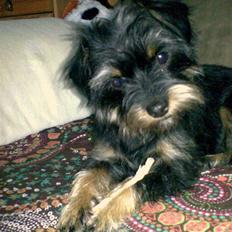 Blanding af racer Sille