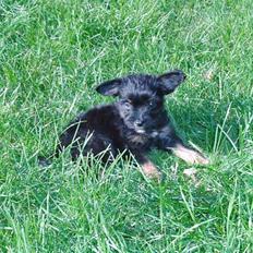 Blanding af racer Sille