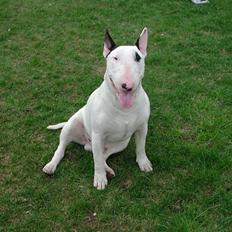 Bullterrier Fischer 2001 R.I.P 2010 