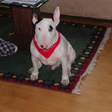 Bullterrier Fischer 2001 R.I.P 2010 