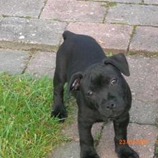 Staffordshire bull terrier Enoddens Rising StLauritz