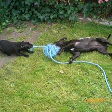 Staffordshire bull terrier Enoddens Rising StLauritz