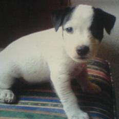 Jack russell terrier Laika