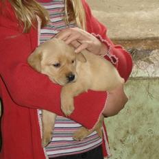 Labrador retriever Fie <33