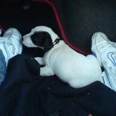 Jack russell terrier Laika