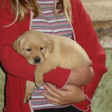 Labrador retriever Fie <33