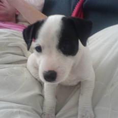 Jack russell terrier Laika