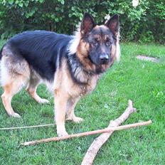 Schæferhund Cæzar ( Død )