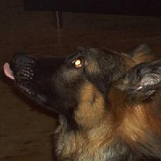 Schæferhund Cæzar ( Død )
