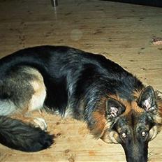 Schæferhund Cæzar ( Død )