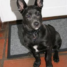 Australsk kelpie Diesel