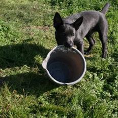 Australsk kelpie Diesel