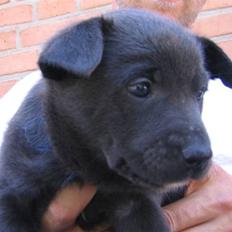 Australsk kelpie Diesel