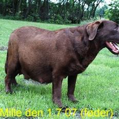 Labrador retriever Cocio