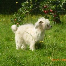 Chinese crested powder puff Dejsie *SOLGT*