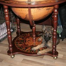 Schæferhund Hedegård's Lucky Lady