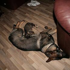 Schæferhund Hedegård's Lucky Lady