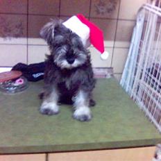 Dvaergschnauzer Brutus