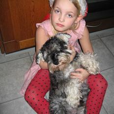 Dvaergschnauzer Brutus