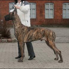 Grand danois Highesteem Keep'Em Talkin