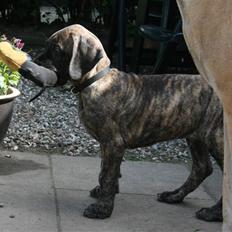 Grand danois Highesteem Keep'Em Talkin