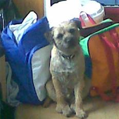 Border terrier Simba