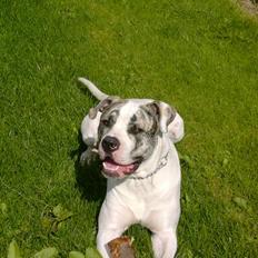 Amerikansk bulldog Odin R.I.P