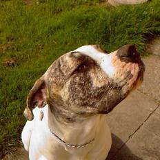 Amerikansk bulldog Odin R.I.P