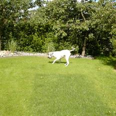 Amerikansk bulldog Odin R.I.P