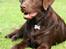 Labrador retriever Luka tidl. hund - Smukkehunden
