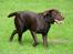 Labrador retriever Luka tidl. hund - ja ja jg kommer nu..